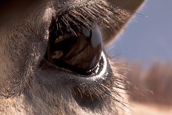 Giraffe Eyeball